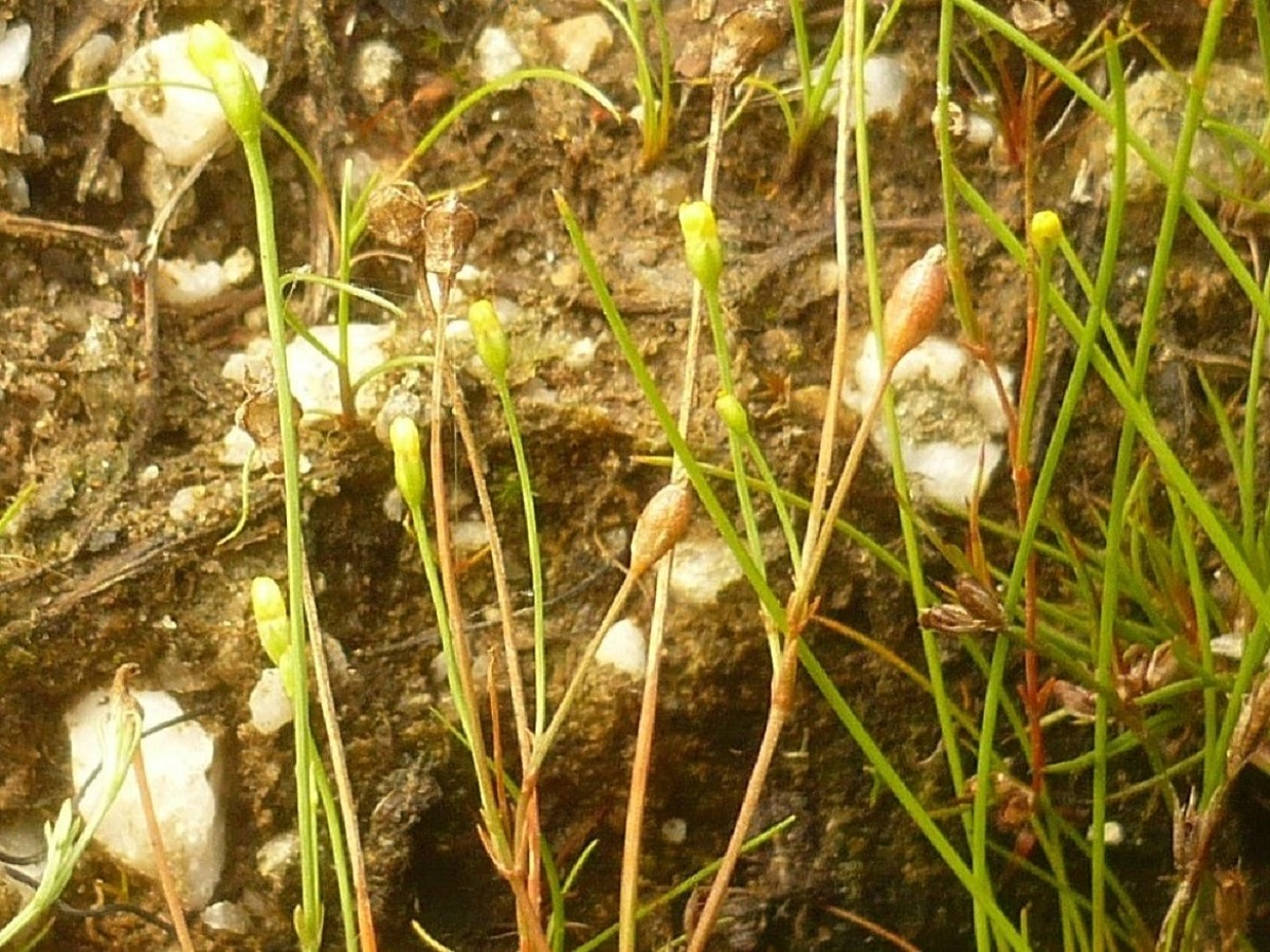 Cicendia filiformis (Gentianaceae)